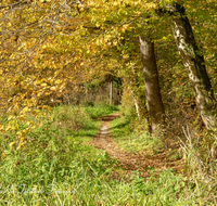 fileadmin/roha/images_galerie/wege/WEGE-TEI-PUN-ROS-0008-D-roha-Weg-Teisendorf-Punschern-Herbst-Sur-Rosenkranzweg-Wald.png