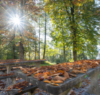 fileadmin/roha/images_galerie/Baum-natur-garten/Baeume/ABTS-SEE-STIM-HER-0008-D-roha-Abtsdorfer-See-Herbst-Laub-Tisch-Sonne-Stimmung.png