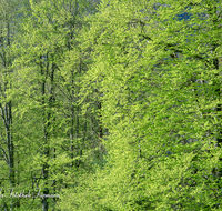 fileadmin/roha/images_galerie/Baum-natur-garten/Baeume/BAUM-WALD-0009-D-roha-Baum-Wald-Buche-Fruehling.png