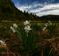 fileadmin/roha/images_galerie/orte_landschaft/Inzell/INZ-FALKS-NARZ-0002-D-roha-Inzell-Falkense-Wildnarzissen.png