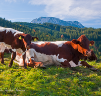 fileadmin/roha/images_galerie/Tiere/Kuh-Schaf-Pferd-Ziege/TIE-KUEHE-FUER-0001-D-roha-Tier-Kuh-Rind-Anger-Fuermannalm-Zwiesel-Weide-Alm.png