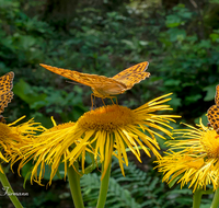 fileadmin/roha/Interessantes-in-Kurzform/ab-4-2021/TIE-SCHMETT-KAIS-0034-D-roha-Tier-Schmetterling-Kaisermantel-Argynnis-paphia.png