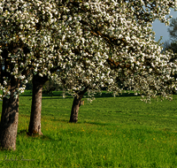 fileadmin/roha/images_galerie/Baum-natur-garten/Baeume/BAUM-APFEL-BLUE-0011-0-7-D-roha-aum-Apfel-Bluete.png