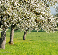 fileadmin/roha/images_galerie/Baum-natur-garten/Baeume/BAUM-APFEL-BLUE-0011-0-7-D-roha-aum-Apfel-Bluete.png