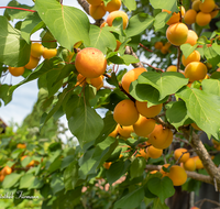 fileadmin/roha/images_galerie/Baum-natur-garten/Baeume/BAUM-APR-0004-D-roha-Baum-Obst-Aprikose-Frucht.png