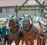 fileadmin/roha/images_galerie/brauchtum/Leonhardiritt/Holzhausen_01/Holzhausen-Ritt-2019/BR-PFRI-HOLZ-2019-1047-01-D-roha-Brauchtum-Pferdeumritt-Leonhardiritt-Holzhausen-Teisendorf-Pferd-Gespann.png