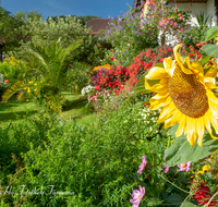 fileadmin/roha/images_galerie/Baum-natur-garten/Haus-Blumenschmuck-Deko/LANDA-BLUMENSCHM-0020-2-D-roha-Landart-Blumenschmuck-Haus-Garten-Sommer-Sonnenblume.png