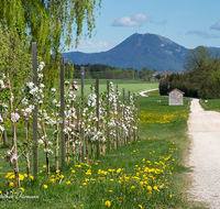 fileadmin/roha/images_galerie/wege/LANDS-TEIS-ARN-0005-D-roha-Landschaft-Teisendorf-Arnolding-Obstbaum-Spalier-Strasse-Gaisberg.png