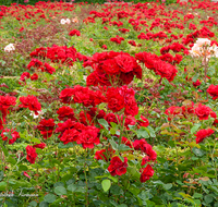 fileadmin/roha/images_galerie/Baum-natur-garten/Blumengarten-Blumen/SA-MIRA-GART-0021-D-roha-Salzburg-Mirabell-Schloss-Garten-Rosen.png