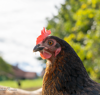 fileadmin/roha/images_galerie/Tiere/TIE-VOEG-HUHN-0065-D-roha-Tiere-Huhn-Henne-Gockel-Vogel.png