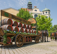 fileadmin/roha/images_galerie/orte_landschaft/Teisendorf/Teisendorf-Markt/WIENINGER-BRAU-GESPANN-0005-D-roha-Teisendorf-Wieninger-Brauerei-Gespann-Bier-Fass-Pferd.png