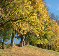 fileadmin/roha/images_galerie/Baum-natur-garten/Baeume/BAUM-WALD-HERB-0009-02-D-roha-Baum-Herbst-Wald-Weg-Ramsau-Taubensee.png