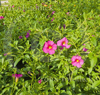 fileadmin/roha/images_galerie/Baum-natur-garten/Gaertnerei/BL-GAERTN-PET-0001-D-roha-Blumen-Petunien-Petunia-Blumenschmuck-Gaertnerei.jpg