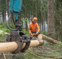 fileadmin/roha/images_galerie/Landwirtschaft/Forst-Holzknecht/HOLZKNE-0004-2018-1358-D-roha-Holzknecht-Teisenberg-Baum-Fichte-Motorsaege.png