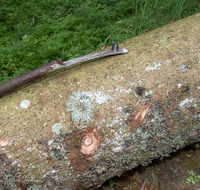 fileadmin/roha/images_galerie/Landwirtschaft/Forst-Holzknecht/HOLZKNE-0004-2018-1419-01-D-roha-Holzknecht-Teisenberg-Baum.png