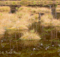 fileadmin/roha/images_galerie/orte_landschaft/Petting/Schoenramer-Moor/PE-SCHOENR-MOOR-0020-01-1-D-roha-Petting-Schoenramer-Moor-Herbst-Wasser-Binsen.png