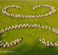 fileadmin/roha/images_galerie/orte_landschaft/Salzburg/Mirabell-Zwergerlgarten/SA-MIRA-GART-RAB-0006-D-roha-Salzburg-Schloss-Mirabell-Garten-Blumen-Rabatte-fleissieges-Lieschen-Impatiens-walleriana.png