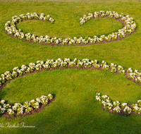 fileadmin/roha/images_galerie/orte_landschaft/Salzburg/Mirabell-Zwergerlgarten/SA-MIRA-GART-RAB-0006-D-roha-Salzburg-Schloss-Mirabell-Garten-Blumen-Rabatte-fleissieges-Lieschen-Impatiens-walleriana.png