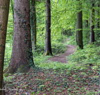 fileadmin/roha/images_galerie/Baum-natur-garten/Baeume/WEGE-TEIS-VERS-0015-D-roha-Weg-Teisendorf-Waldlehrpfad-Skulpturenweg-Wald.png