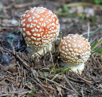 fileadmin/roha/images_galerie/Baum-natur-garten/Natur-Wildblumen-Landschaft/Natur-Pilze/NATUR-PILZ-FLIEG-0034-D-roha-Natur-Wald-Boden-Pilz-Schwammerl-Fliegenpilz.png