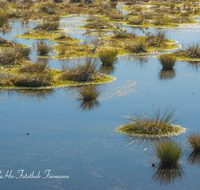 fileadmin/roha/images_galerie/orte_landschaft/Petting/Schoenramer-Moor/PE-SCHOENR-MOOR-0020-01-3-D-roha-Petting-Schoenramer-Moor-Herbst-Wasser-Binsen-Sonne-Stimmung.png