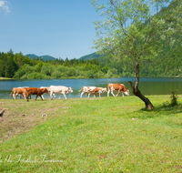 fileadmin/roha/images_galerie/orte_landschaft/Ruhpolding/RUH-LOED-0005-00-1-D-roha-Ruhpolding-Loedensee-Brunnen-Wasser-Alm-Kuh.png