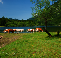 fileadmin/roha/images_galerie/orte_landschaft/Ruhpolding/RUH-LOED-0005-00-1-D-roha-Ruhpolding-Loedensee-Brunnen-Wasser-Alm-Kuh.png