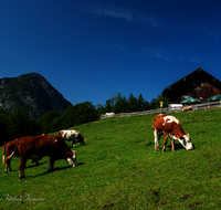 fileadmin/roha/images_galerie/orte_landschaft/Schneizlreuth/SCHNEIZL-HOELL-ALM-0001-D-roha-Schneizlreuth-Hoellenbachalm-Kuh.png