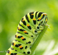 fileadmin/roha/images_galerie/Tiere/TIE-SCHMETT-SCHW-0028-D-roha-Tier-Insekt-Schmetterling-Schwalbenschwanz-Raupe.png