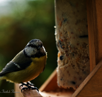 fileadmin/roha/images_galerie/Tiere/Vogel/TIE-VOEG-HAEUSCH-0014-30-D-roha-Tiere-Vogel-Haeuschen-Futter-Meise.png