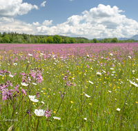 fileadmin/roha/Interessantes-in-Kurzform/ab-4-2021/BL-WIESE-TEIS-PAT-0003-D-roha-Blumenwiese-Patting-Teisendorf.png