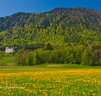 fileadmin/roha/images_galerie/orte_landschaft/Piding/PID-STAUFENECK-0019-D-roha-Piding-Staufeneck-Schloss-Fruehling-Blumenwiese.png