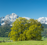 fileadmin/roha/images_galerie/orte_landschaft/Anger/Aufham/AUF-PAN-0007-01-D-roha-Aufham-Panorama-Anger-Hochstaufen-Zwiesel--Eiche.png