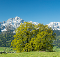 fileadmin/roha/images_galerie/orte_landschaft/Anger/Aufham/AUF-PAN-0007-01-D-roha-Aufham-Panorama-Anger-Hochstaufen-Zwiesel--Eiche.png