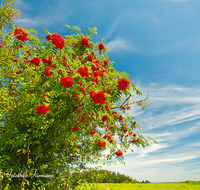 fileadmin/roha/images_galerie/Baum-natur-garten/Baeume/BAUM-EBERESCH-0001-D-roha-Baum-Eberesche-Vogelbeere-rote-Frucht-Beere.png