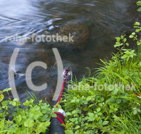 fileadmin/roha/images_galerie/Feuerwehr-Florianijuenger/FFW-TEI-WASS-0027-D-roha-Feuerwehr-Teisendorf-Ansaug-Wasser-Sur_Kopie.jpg