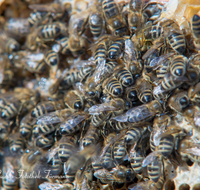 fileadmin/roha/images_galerie/Tiere/TIE-BIEN-0007-D-roha-Tiere-Insekten-Honig-Biene-Wabe-Apis-mellifera.png