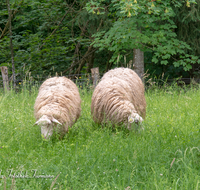 fileadmin/roha/images_galerie/Tiere/Kuh-Schaf-Pferd-Ziege/TIE-SCHAF-0015-D-roha-Tiere-Schaf-fressen-Wiese-Weide-Schoenramer-Moor.png