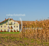 fileadmin/roha/images_galerie/orte_landschaft/Kirchanschoering/KIRCH-POELLN-0005-D-roha-Kirchanschoering-Poelln-Bauernhof-Blumenschmuck-Mais-Feld-Herbst.jpg