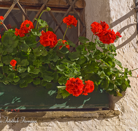 fileadmin/roha/images_galerie/Fenster-Tueren/LANDA-BLUMENSCHM-0010-1-D-roha-Landart-Blumenschmuck-Fenster-Geranien.png