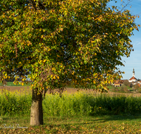 fileadmin/roha/images_galerie/orte_landschaft/Saaldorf/SAAL-0037-D-roha-Saaldorf-Baum-Herbst.png