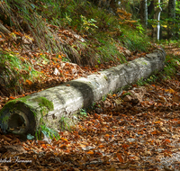 fileadmin/roha/images_galerie/orte_landschaft/Schneizlreuth/WEGE-SCHNEIZ-SOLEL-0005-D-roha-Wege-Soleleitung-Schneizlreuth-Weissbach-Herbst-Wald.png