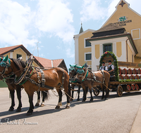 fileadmin/roha/images_galerie/orte_landschaft/Teisendorf/Teisendorf-Markt/WIENINGER-BRAU-GESPANN-0004-01-D-M-roha-Teisendorf-Wieninger-Brauerei-Gespann-Bier-Fass-Pferd.png