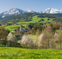 fileadmin/roha/images_galerie/orte_landschaft/Anger/Hoeglwoerth/AN-HOE-PAN-0127-D-roha-Anger-Hoelgwoerth-Fruehling-Hochstaufen-Zwiesel-Blumenwiese.png