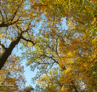 fileadmin/roha/images_galerie/Baum-natur-garten/Baeume/BAUM-WALD-HERB-0006-06-D-roha-Baum-Wald-Herbst-Gipfel-Buche-Eiche.png