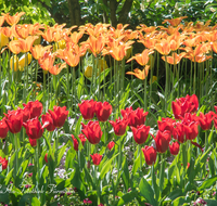 fileadmin/roha/images_galerie/Baum-natur-garten/Blumengarten-Blumen/BL-HAUSG-TULP-0034-D-roha-Hausgarten-Blumen-Tulpen-Tulipa-Fruehling-Kurgarten.png