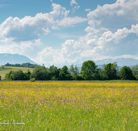 fileadmin/roha/images_galerie/orte_landschaft/Haarmoos/HAARM-0043-01-07-D-roha-Abtsdorf-Laufen-Haarmoos-Saaldorf-Untersberg-Watzmann-Blumenwiese.png