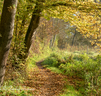 fileadmin/roha/images_galerie/wege/WEGE-TEI-PUN-ROS-0005-D-roha-Weg-Teisendorf-Punschern-Herbst-Sur-Rosenkranzweg-Wald.png