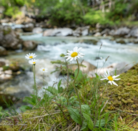 fileadmin/roha/images_galerie/Baum-natur-garten/Natur-Wildblumen-Landschaft/BGD-RA-ZAUB-0027-D-roha-Berchtesgaden-Ramsau-Zauberwald-Wildwasser-Blume.png