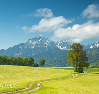 fileadmin/roha/images_galerie/orte_landschaft/Anger/Anger/Anger-Landschaft/LANDS-ANG-STEINH-0001-00-01-D-roha-Landschaft-Anger-Steinhoegl-Hochstaufen-Zwiesel-Fruehling-Allee.png